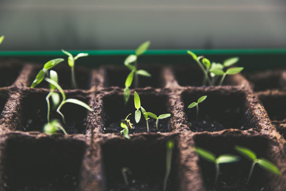 Planting